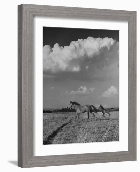 Mare and Colt Running across Open Field, with Billowy Clouds in Sky-Nat Farbman-Framed Photographic Print