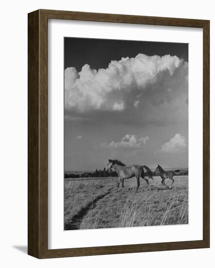Mare and Colt Running across Open Field, with Billowy Clouds in Sky-Nat Farbman-Framed Photographic Print