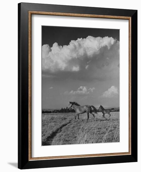 Mare and Colt Running across Open Field, with Billowy Clouds in Sky-Nat Farbman-Framed Photographic Print