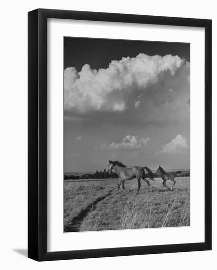 Mare and Colt Running across Open Field, with Billowy Clouds in Sky-Nat Farbman-Framed Photographic Print