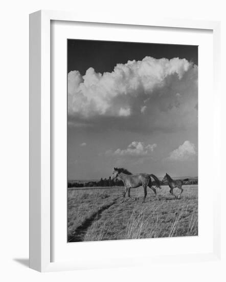 Mare and Colt Running across Open Field, with Billowy Clouds in Sky-Nat Farbman-Framed Photographic Print