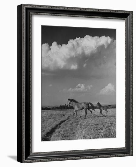 Mare and Colt Running across Open Field, with Billowy Clouds in Sky-Nat Farbman-Framed Photographic Print