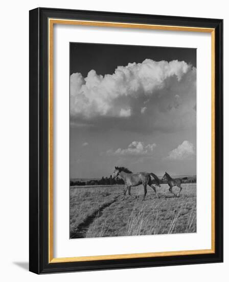 Mare and Colt Running across Open Field, with Billowy Clouds in Sky-Nat Farbman-Framed Photographic Print