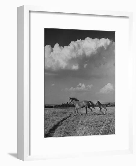 Mare and Colt Running across Open Field, with Billowy Clouds in Sky-Nat Farbman-Framed Photographic Print