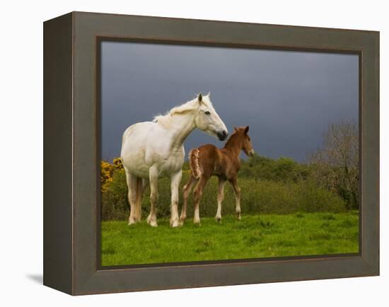 Mare and Foal, Co Derry, Ireland-null-Framed Premier Image Canvas