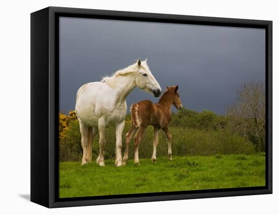 Mare and Foal, Co Derry, Ireland-null-Framed Premier Image Canvas