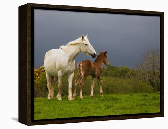 Mare and Foal, Co Derry, Ireland-null-Framed Premier Image Canvas