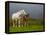 Mare and Foal, Co Derry, Ireland-null-Framed Premier Image Canvas