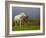 Mare and Foal, Co Derry, Ireland-null-Framed Photographic Print