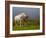 Mare and Foal, Co Derry, Ireland-null-Framed Photographic Print