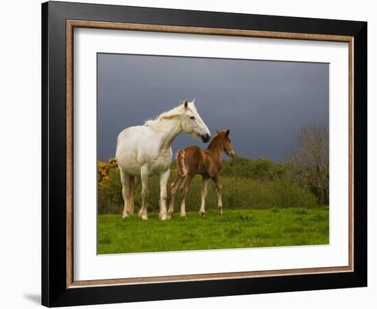 Mare and Foal, Co Derry, Ireland-null-Framed Photographic Print