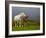 Mare and Foal, Co Derry, Ireland-null-Framed Photographic Print