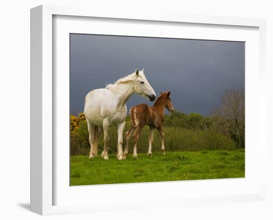 Mare and Foal, Co Derry, Ireland-null-Framed Photographic Print