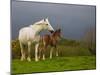 Mare and Foal, Co Derry, Ireland-null-Mounted Photographic Print