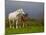 Mare and Foal, Co Derry, Ireland-null-Mounted Photographic Print