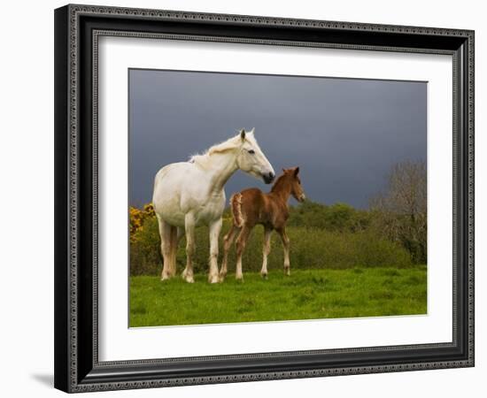 Mare and Foal, Co Derry, Ireland-null-Framed Photographic Print