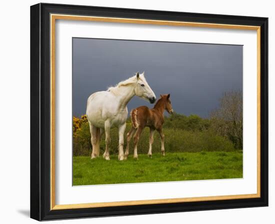 Mare and Foal, Co Derry, Ireland-null-Framed Photographic Print