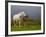 Mare and Foal, Co Derry, Ireland-null-Framed Photographic Print