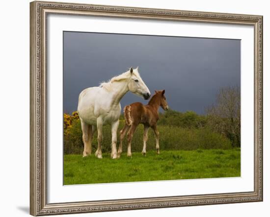 Mare and Foal, Co Derry, Ireland-null-Framed Photographic Print