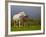 Mare and Foal, Co Derry, Ireland-null-Framed Photographic Print