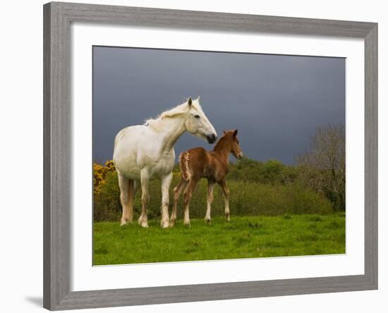 Mare and Foal, Co Derry, Ireland-null-Framed Photographic Print