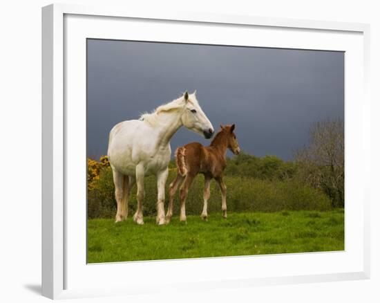 Mare and Foal, Co Derry, Ireland-null-Framed Photographic Print