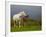 Mare and Foal, Co Derry, Ireland-null-Framed Photographic Print