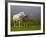 Mare and Foal, Co Derry, Ireland-null-Framed Photographic Print