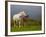 Mare and Foal, Co Derry, Ireland-null-Framed Photographic Print