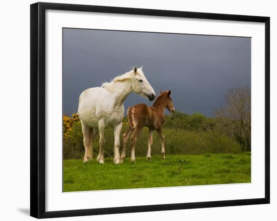 Mare and Foal, Co Derry, Ireland-null-Framed Photographic Print