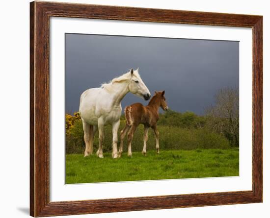 Mare and Foal, Co Derry, Ireland-null-Framed Photographic Print