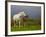 Mare and Foal, Co Derry, Ireland-null-Framed Photographic Print