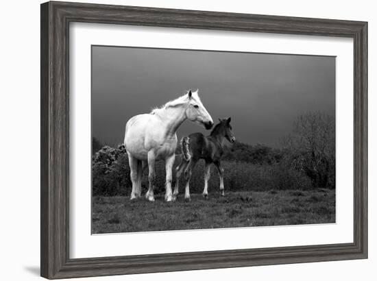 Mare and Foal, Co Derry, Ireland-null-Framed Photographic Print