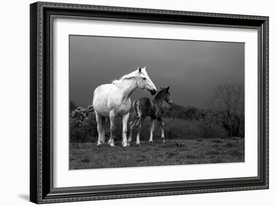 Mare and Foal, Co Derry, Ireland-null-Framed Photographic Print