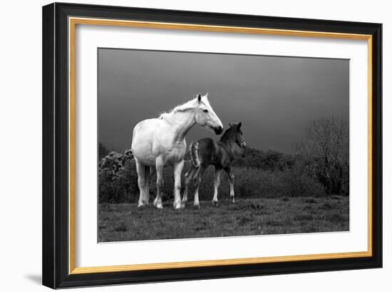 Mare and Foal, Co Derry, Ireland-null-Framed Photographic Print