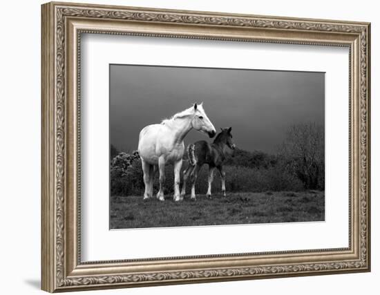 Mare and Foal, Co Derry, Ireland-null-Framed Photographic Print