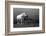 Mare and Foal, Co Derry, Ireland-null-Framed Photographic Print