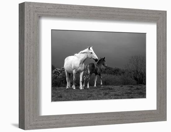 Mare and Foal, Co Derry, Ireland-null-Framed Photographic Print