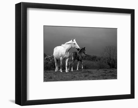 Mare and Foal, Co Derry, Ireland-null-Framed Photographic Print