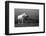 Mare and Foal, Co Derry, Ireland-null-Framed Photographic Print