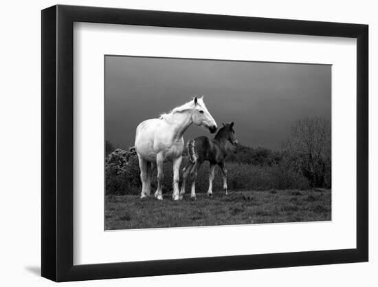 Mare and Foal, Co Derry, Ireland-null-Framed Photographic Print