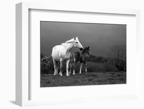 Mare and Foal, Co Derry, Ireland-null-Framed Photographic Print