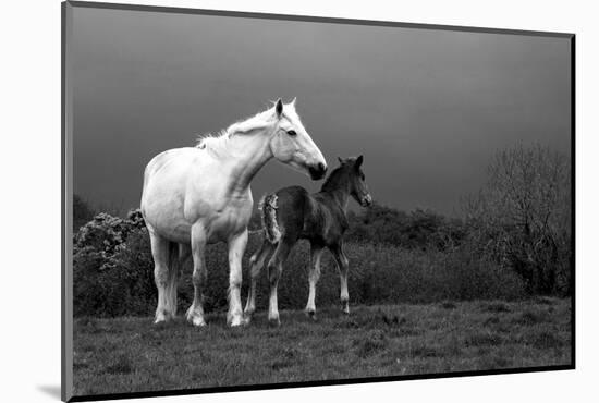 Mare and Foal, Co Derry, Ireland-null-Mounted Photographic Print