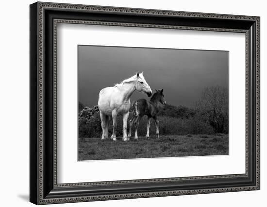 Mare and Foal, Co Derry, Ireland-null-Framed Photographic Print