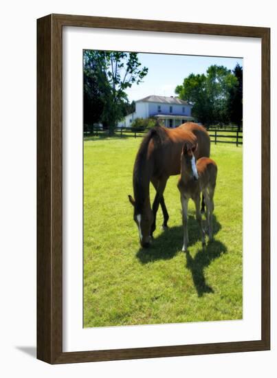 Mare and Foal II-Alan Hausenflock-Framed Photographic Print