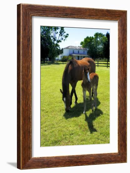 Mare and Foal II-Alan Hausenflock-Framed Photographic Print