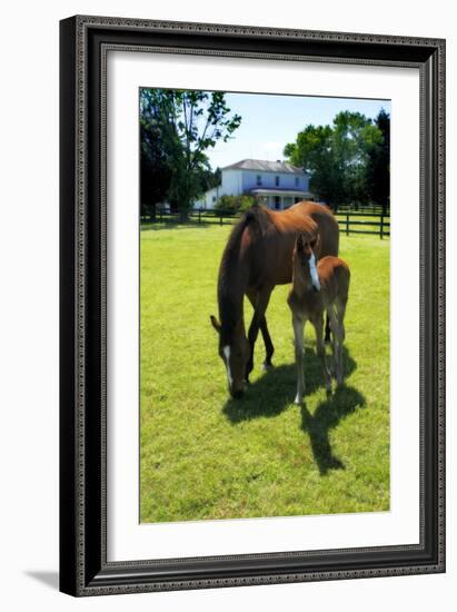 Mare and Foal II-Alan Hausenflock-Framed Photographic Print