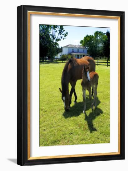 Mare and Foal II-Alan Hausenflock-Framed Photographic Print