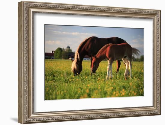 Mare and foal in the Kochelmoos near Benediktbeuern, Upper Bavaria, Bavaria, Germany-null-Framed Art Print