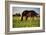 Mare and foal in the Kochelmoos near Benediktbeuern, Upper Bavaria, Bavaria, Germany-null-Framed Art Print